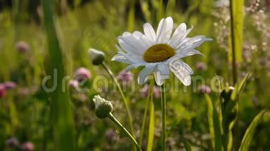 绿草中一朵美丽的雏菊。 阳光透过花朵照耀。 视频镜头静态摄像机..